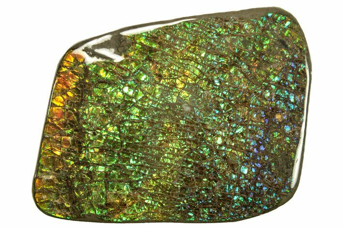 Flashy Ammolite (Fossil Ammonite Shell) - Alberta, Canada #264852